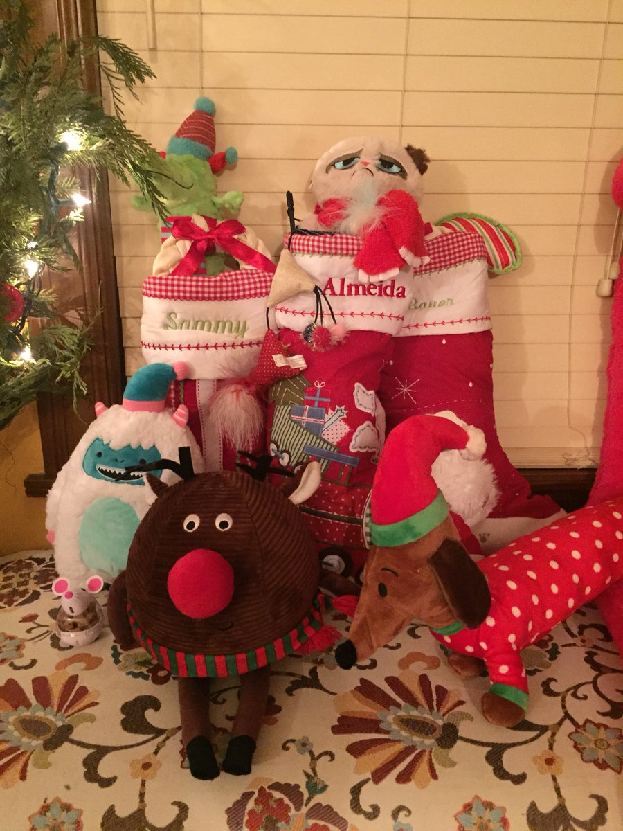 EmaDW's tweet photo. Doggie/kitty Christmas morning. #spoiledrotten #lovemypack https://t.co/Zy96MKz56B
