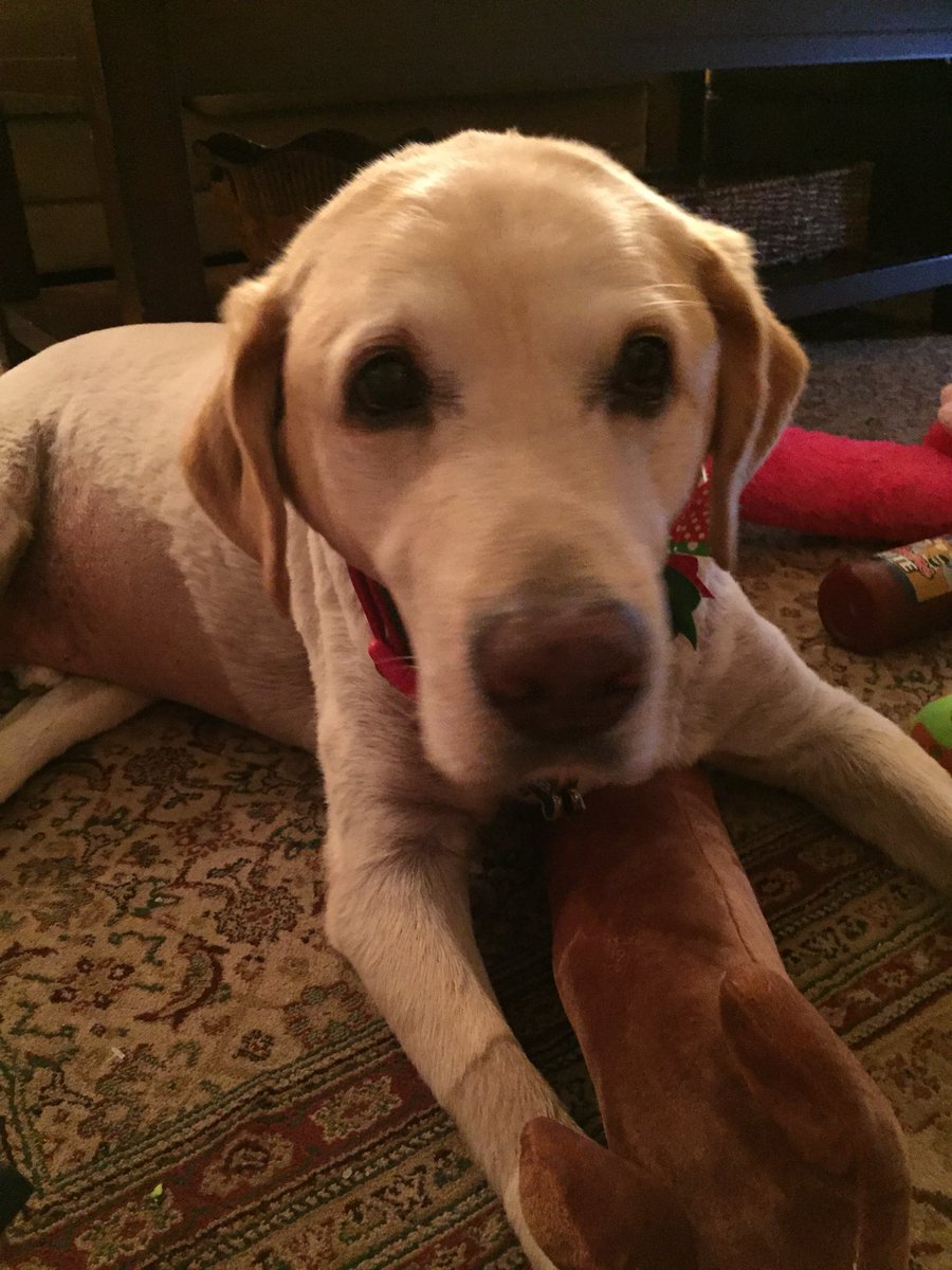 EmaDW's tweet photo. Doggie/kitty Christmas morning. #spoiledrotten #lovemypack https://t.co/Zy96MKz56B