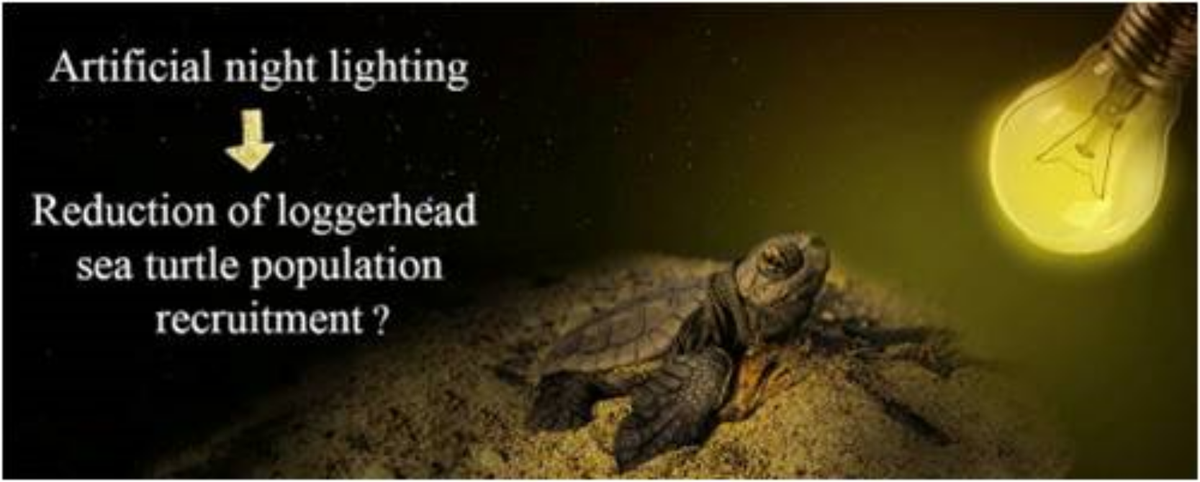 New study: #Nightlight pollution can reduce #seaturtle recruitment by more than 7%. #conservation measures are needed in a Med MPA.  authors.elsevier.com/c/1WFtz3RKK-cI… … pic.x.com/o43qe6bD9I