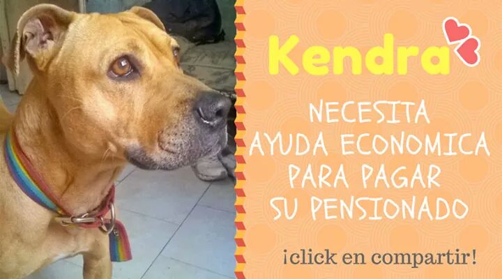 GuardianesPit's tweet photo. Nos faltan juntar $ 2800 e los $ 3000 del Pensionado de Ken..

Nos ayudas?
Link de pagos en los comentarios https://t.co/NO0ZBoDrK9