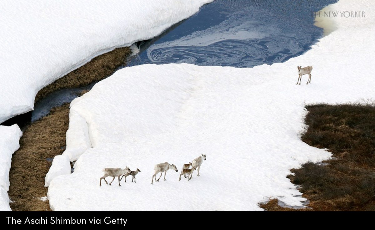 NewYorker's tweet image. At the behest of Lisa Murkowski, a provision that opens the Arctic National Wildlife Refuge to oil drilling was added to the tax bill, even though it has nothing to do with tax policy: nyer.cm/WDmoURL