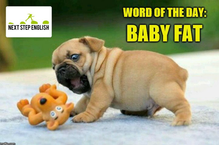 baby fat pug