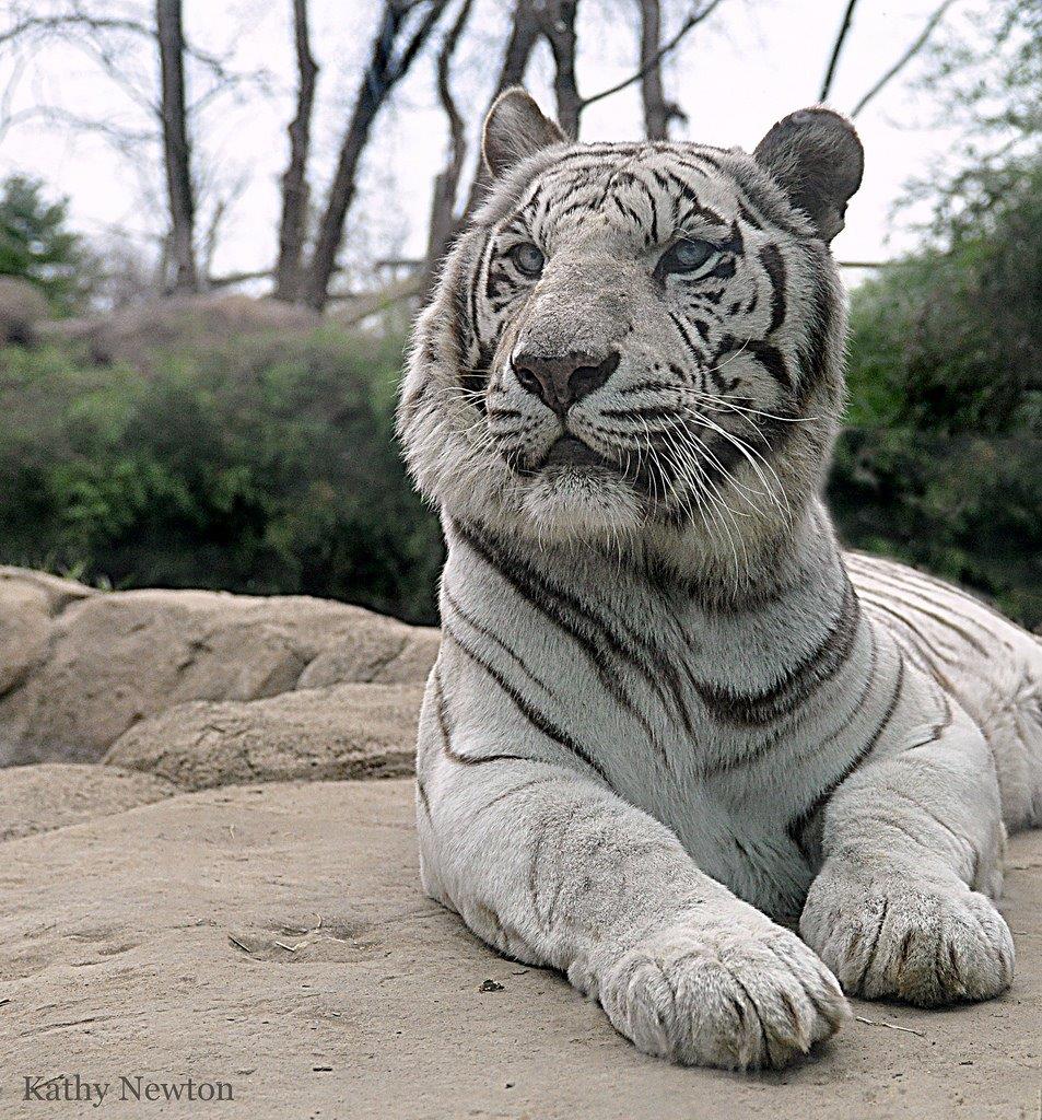 Team Sleep Formant Rapidshare Free