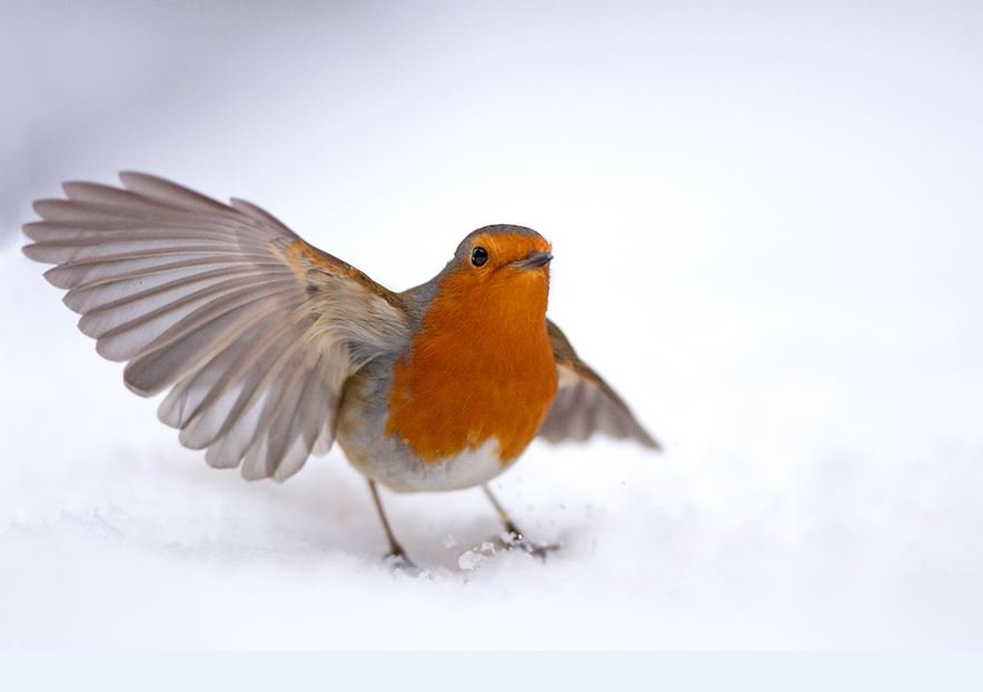 #NationalRobinDay Here's a wintry fellow from the talented <a href="/MattMaranPhoto/">Matthew Maran</a> Follow <a href="/NationalRobin/">National Robin Day</a> for more info #birds #wildlife #nature