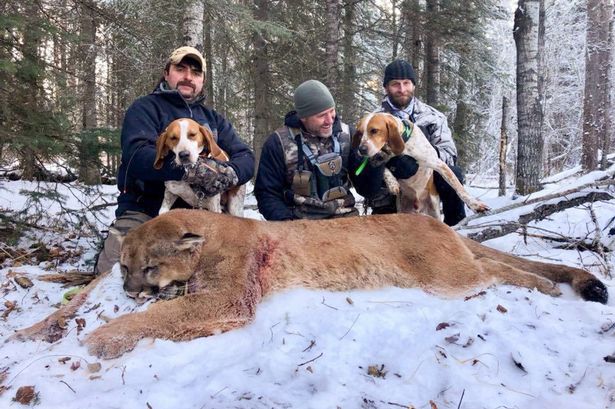 After surviving his battle with cancer, what's the first thing TV presenter Steve Eklund did? He Took his gun, went into the Canadian wild, and murdered a Mountain Lion... For fun. After all, what better way to celebrate life than with death