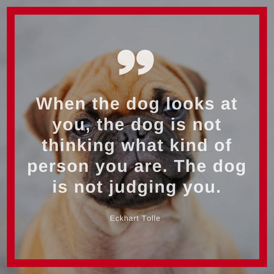 ”When the dog looks at you the dog is not thinking what kind of person you are The dog is not judging you ” Eckhart Tolle dogquotes doglove