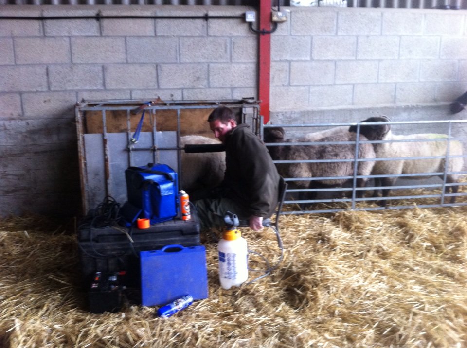Scanning ewes today #NorfolkHorn #gonative