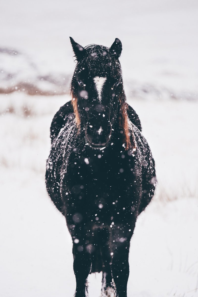 stampedeag's tweet photo. It's the #firstdayofwinter! Happy #WinterSolstice, everyone. Stay warm out there! https://t.co/f9LGCzjnN5