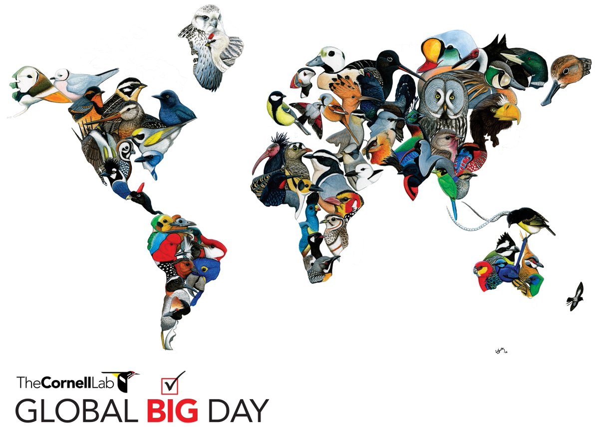 Team_eBird's tweet photo. #eBird2017: The third #GlobalBigDay set a new bar for birding’s biggest day. On 13 May, 20,500 birders found 6,634 species, reporting 54,000 checklists from 160 countries.
Mark your calendar for next year’s Global Big Day: 5 May 2018.
More 2017 stats: https://t.co/IK38ZCGu5E https://t.co/x4RJ98CnOl