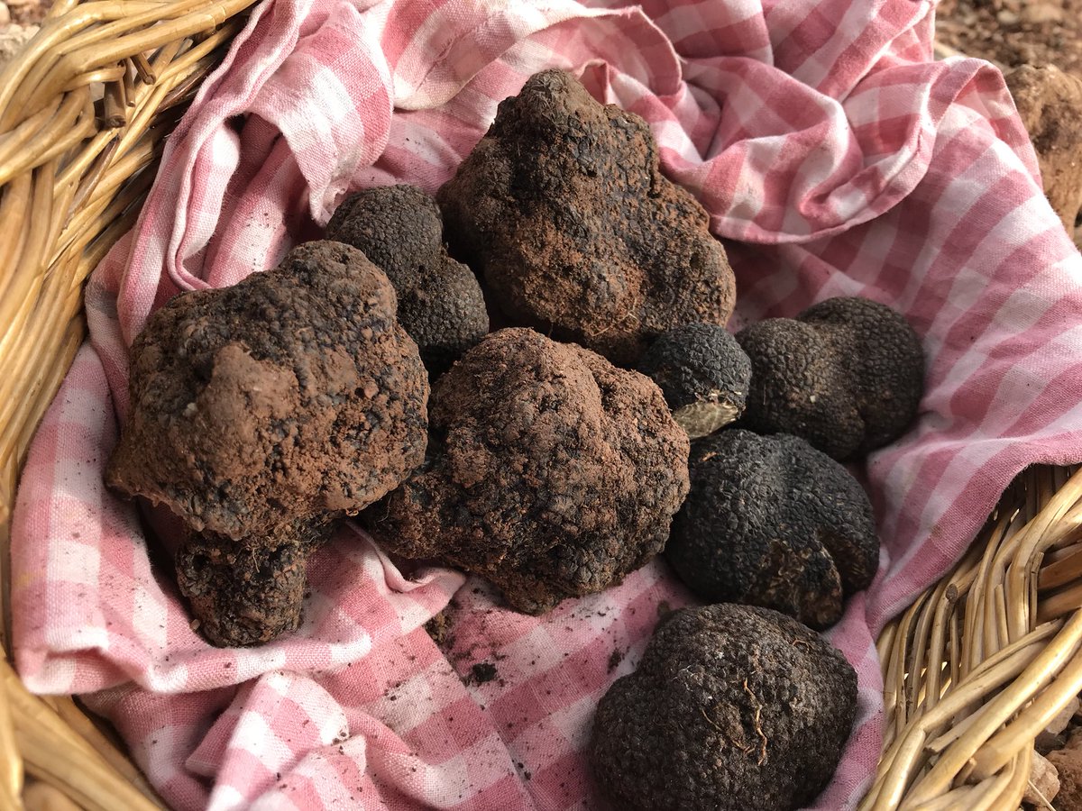 RafaRodrigoZ's tweet photo. Esta joya negra cuesta 1000€/kg y es la preciada «Trufa negra» que se recoge gracias a perros o cerdos Nosotros hemos ido a por ella con los chicos de @TRUFARTISAN Además cocinaremos trufa hoy en @Sagasta28 un platazo! Todo a las 19:00h en @MadridDirecto @telemadrid 👅👅👅 https://t.co/LH1LqecVVH