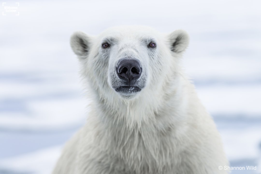 Starting our week spree of #winterwonderland creatures is the majestic #polarbear ❄️🐻❄️
#DYK? That beautiful big snout can sniff out prey from up to 16km away! Best to keep your Christmas pudding locked up tight!

#POTD by <a href="/shannon__wild/">Shannon Wild</a> #christmascountdown #northpole
