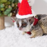 クリスマスパーティーに誰も来てくれないとションボリするショウガラゴ 小型猿 のピザトル君があり得ないほどカワイイ Togetter クリスマスパーティーに誰も来てくれないとションボリするショウガラゴ 小型猿 のピザトル君があり得ないほどカワイイ Togetter