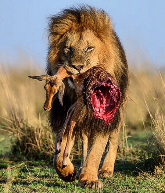 Do Lions Eat Sheep