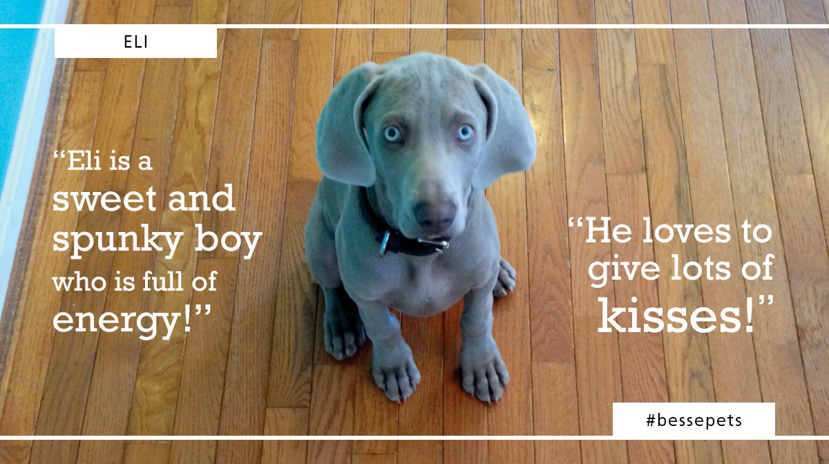 Introducing Eli, the cover star of our 2018 #bessepets calendar. A mischievous Weimaraner, Eli is owned by the family of Jenny from the Besse contracts team. ow.ly/UBfA30hlJ7T