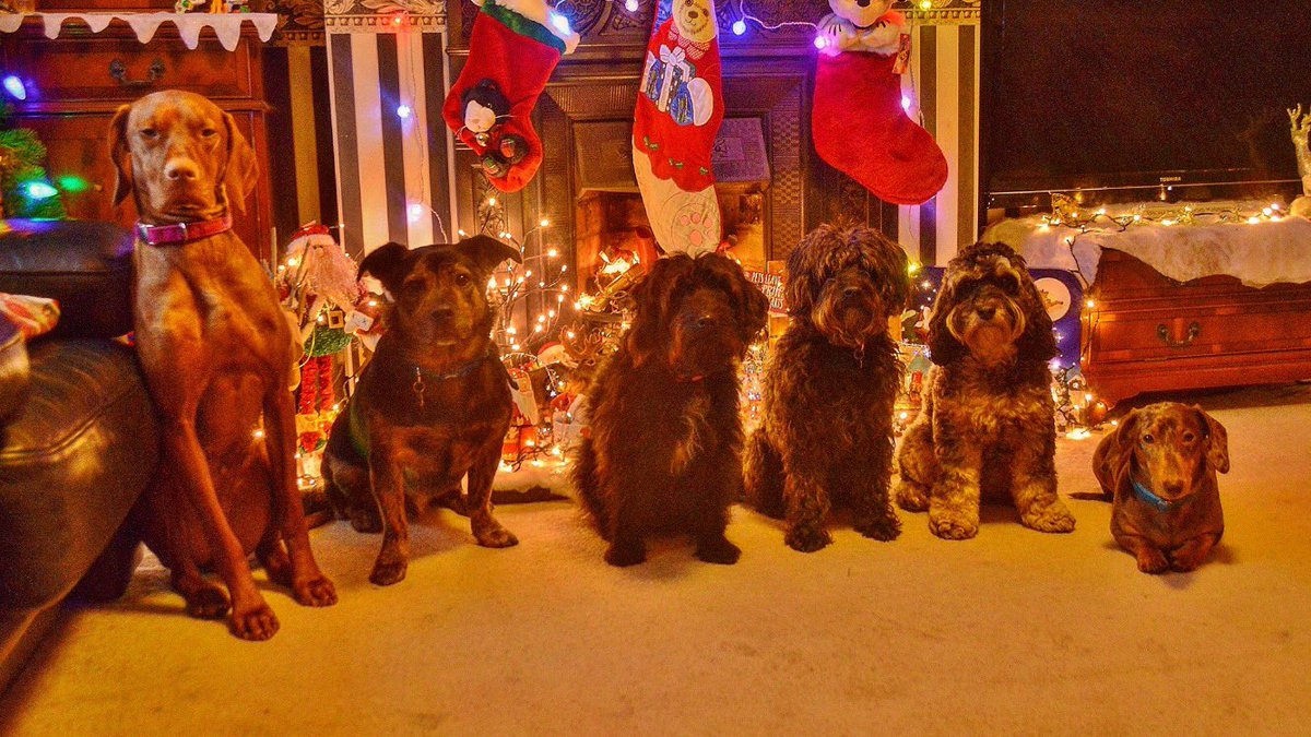 preciouspupsp's tweet photo. Wishing you all a very Happy Christmas 🎄#rubyrocket #pyromaniafireworks #naughtyornicelist #ChristmasHolidays https://t.co/vzkjPQIIsY