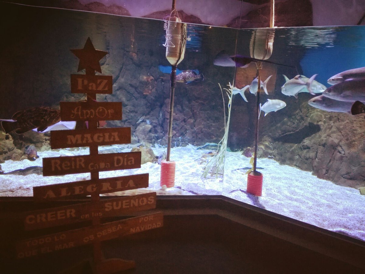 AcuarioSevilla's tweet photo. Este año tenemos en el Acuario unos árboles de Navidad tan chulos como éste, de la Asociación #Asprogrades. Lo han realizado los chicos del Centro de Día Ocupacional Ecoparque-Asprogrades con muebles palet ¡Un árbol con mucha magia! #Navidad2017 #NavidadAcuarioSevilla https://t.co/9daxer0fiZ