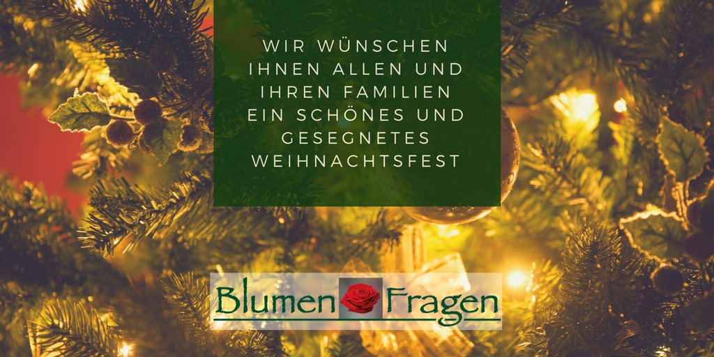 blumenfragen's tweet photo. "Es fülle sich Dein Heim mit Glück, Dein Herz mit Liebe, Deine Tage mit Freude, an #Weihnachten und das ganze Jahr." - Autor: Unbekannt Am 23.12. haben wir von 8 bis 16 Uhr und am 24.12. von 9 bis 12 Uhr für Sie geöffnet. https://t.co/mJPmvJsMa9