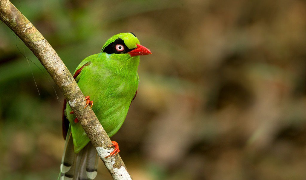 Team_eBird's tweet photo. #eBird2017: Sensitive Species protections now allow #eBirders to safely report accurate locations for species whose future prospects are threatened by targeted human exploitation.
More 2017 #eBird highlights: https://t.co/IK38ZCY4Xc
Pic © Dave Irving/Macaulay Library. https://t.co/cxqKaSU02l