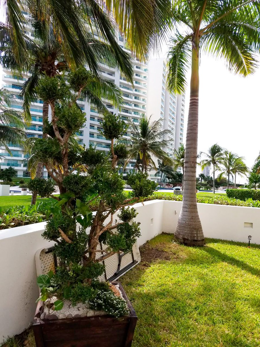 CielitoFloral's tweet photo. Decoración natural para fraccionamientos exclusivos en el puerto de Cancún, somos Cielito Floral "El paraíso de tu hogar" #Decora #Cancun https://t.co/qxZ0Un92hh
