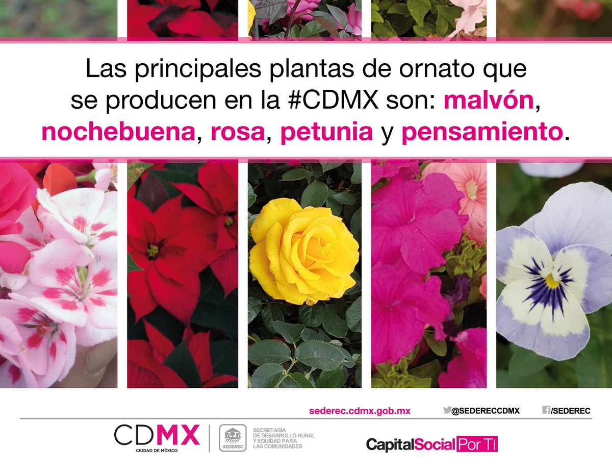 توییتر \ SEPI CDMX / Pueblos-Barrios-Comunidades Indígenas در توییتر: «Más  de 100 tipos de plantas de ornato se producen en la #CapitalSocial  /2Ls2bcpO9U»