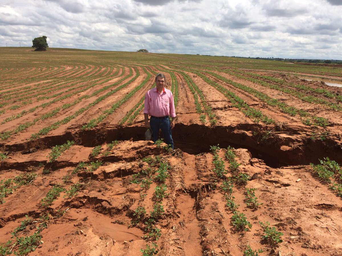 BotanyBert's tweet photo. This is why I love #notill farming
With #notill, shit like this doesn't happen https://t.co/8TXguYXsRx