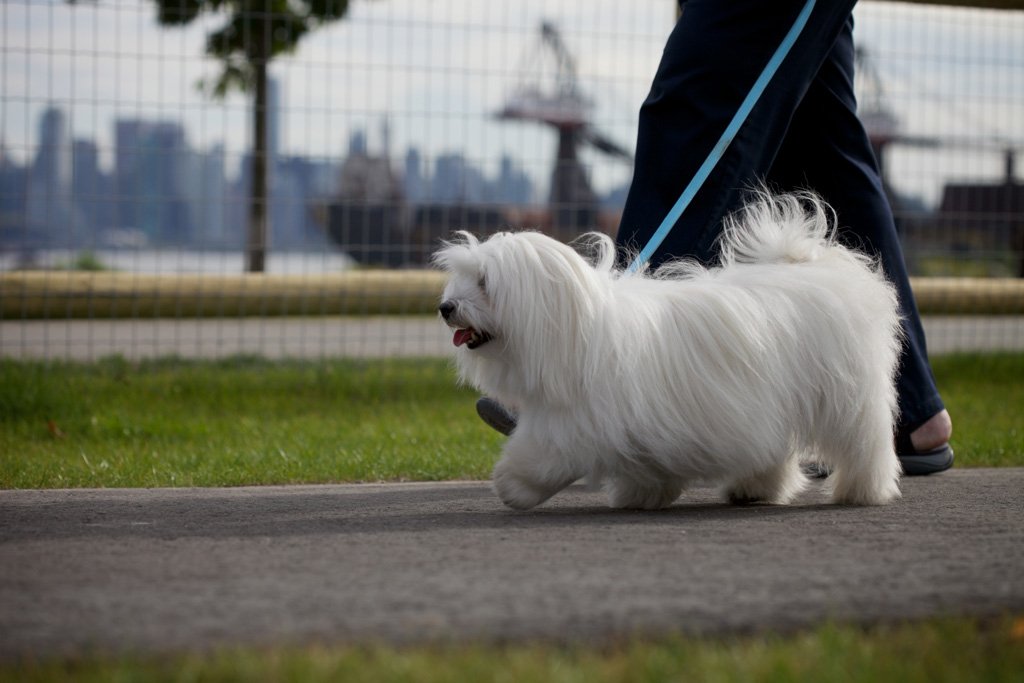 Don't forget, dog licence renewal deadline is Dec 31. Renew in person or online cnv.org/Dog #NorthVan https://t.co/rx2M6gChCo