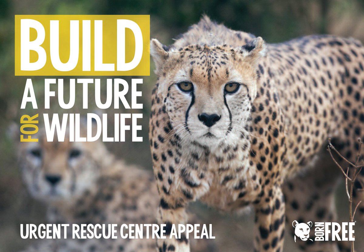 Right now, countless animals are being taken from the wild &amp; deprived of their freedom - all part of a cruel trade... But there is hope! Born Free has a unique strategy to protect wildlife in Ethiopia. Build A Future For Wildlife today! Visit bit.ly/BuildAFutureAp… #BuildAFuture