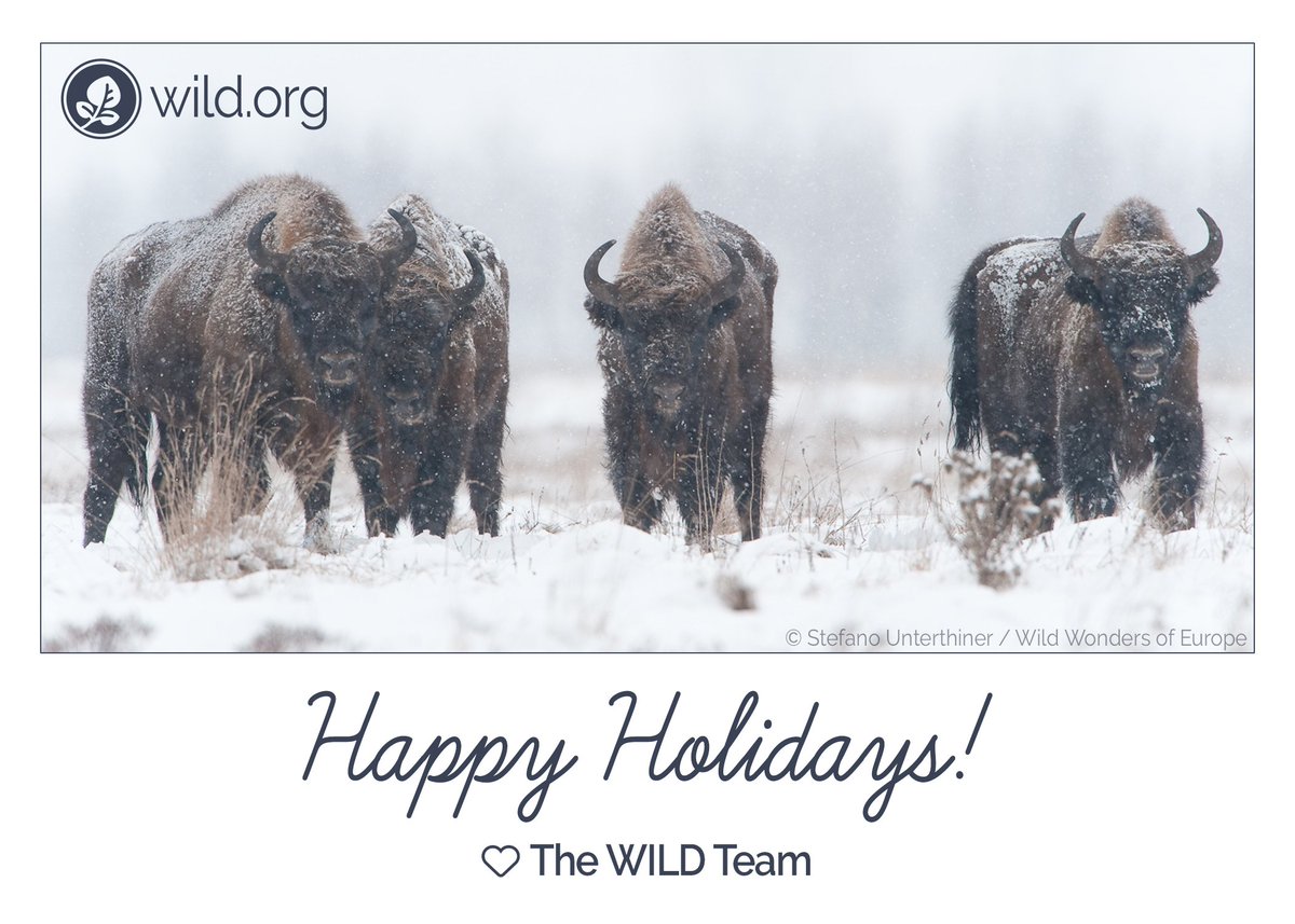 wildfoundation's tweet photo. Give the gift of a healthy planet this holiday season. Support WILD's efforts to protect &amp; connect #wilderness, wildlife &amp; people! https://t.co/KfEQUMap2q https://t.co/YEnlZwEKUK