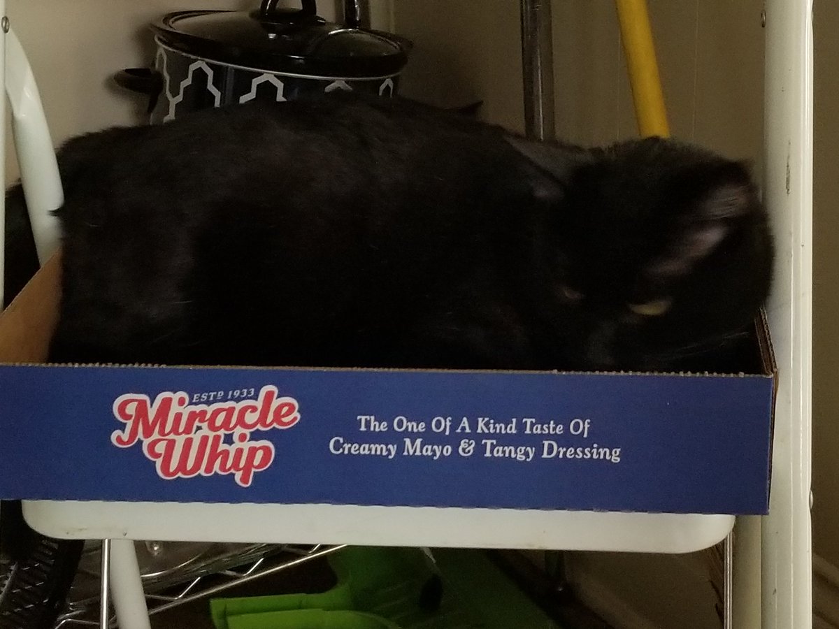 TomoTheAriesCat's tweet photo. And one last set for the cat inclined! No we don't eat that nasty mayo but tomo looking at you all!!! Drift drift drift...eyes drooping....I'm gone!! #catoftheday #catchill #kitchencat #blackcat https://t.co/dSSqQMs9wE