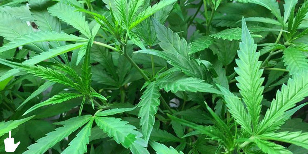 funkyblunt's tweet photo. Colleges Ban Weed In States Where It's Legal! https://t.co/jDwEfAXi1L #weedschool #weedcollege #bluntnation #funkyblunt #marijuanalegal #marijuanalife #weedsmoke #weedchild #weednation #ganja #jointhecrew #jointheresistance #cannabis4us #cannabis420 #stonerlyfe #underground https://t.co/XaPNqm7HZc