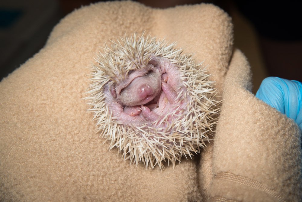 OregonZoo's tweet photo. Happy shortest!
#WinterSolstice https://t.co/fqhsbpmvxm