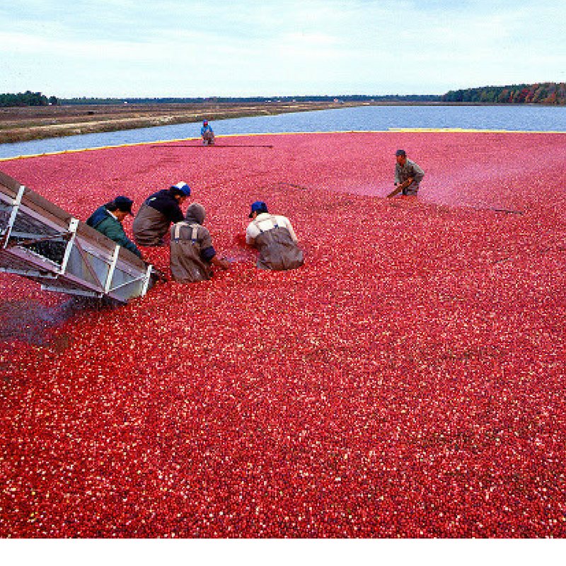 PlushFolly's tweet photo. Aroma of The Week: Cranberry! 
- 
A cranberry harvest! 
#plushfolly #perfumecollection #perfumer #perfumelover #perfumephoto #perfumed #perfumeaddict #perfumeset #perfumebottle #perfumelovers #perfumebranded #aromazone #aromaticpride #aromatouch #cosmeticlover #fragranced https://t.co/8X6BlQ3Lft
