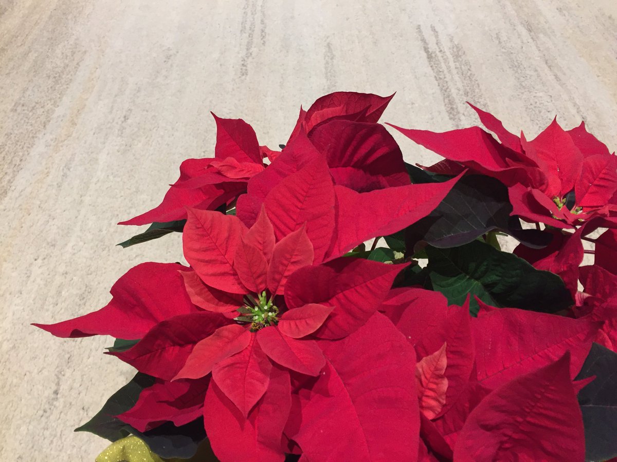 AmalaCarpets's tweet photo. Wishing everyone a wonderful holiday season and all the best for the new year! 🎄🎊 https://t.co/4IrW1oI74U