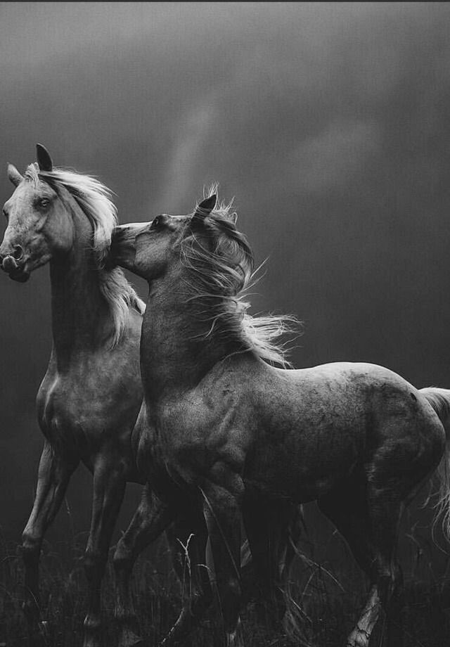 Mkktarat's tweet photo. "لاشيء يجمع بين القوة والجمال إلا الخيل ." https://t.co/FGcPRBquqc