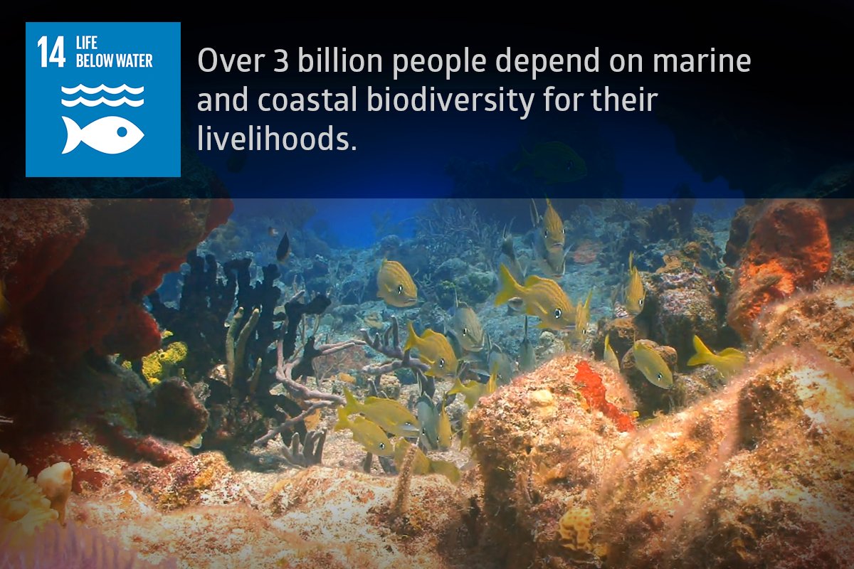 ixoworld's tweet photo. #ixoCountdown #SDG 1️⃣4️⃣: Conserve and sustainably use oceans &amp; marine resources. Oceans and seas have been vital for trade &amp; transportation. Careful management of this essential global resource is a key feature of a sustainable future. #GlobalGoals #socimp #socinv #impinv https://t.co/O1rSlTLU26