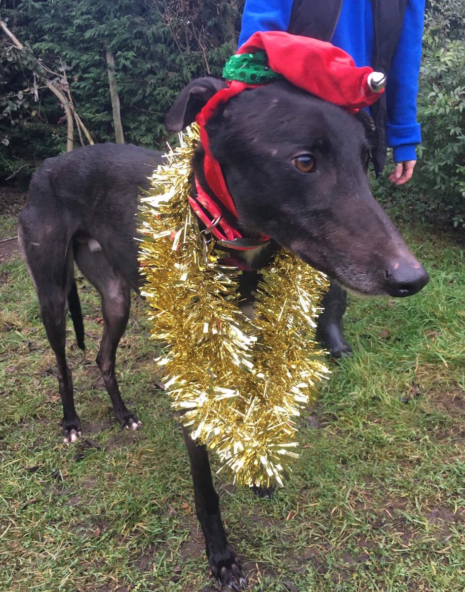 BgpDoggies's tweet photo. So it’s Christmas time , apparently it’s the season where we gets presents 🎁 
Seems like it also means we get dressed up in funny clothes 😂😂 
Wes had such fun today 🐾🐾 https://t.co/5p6S5e3kiX