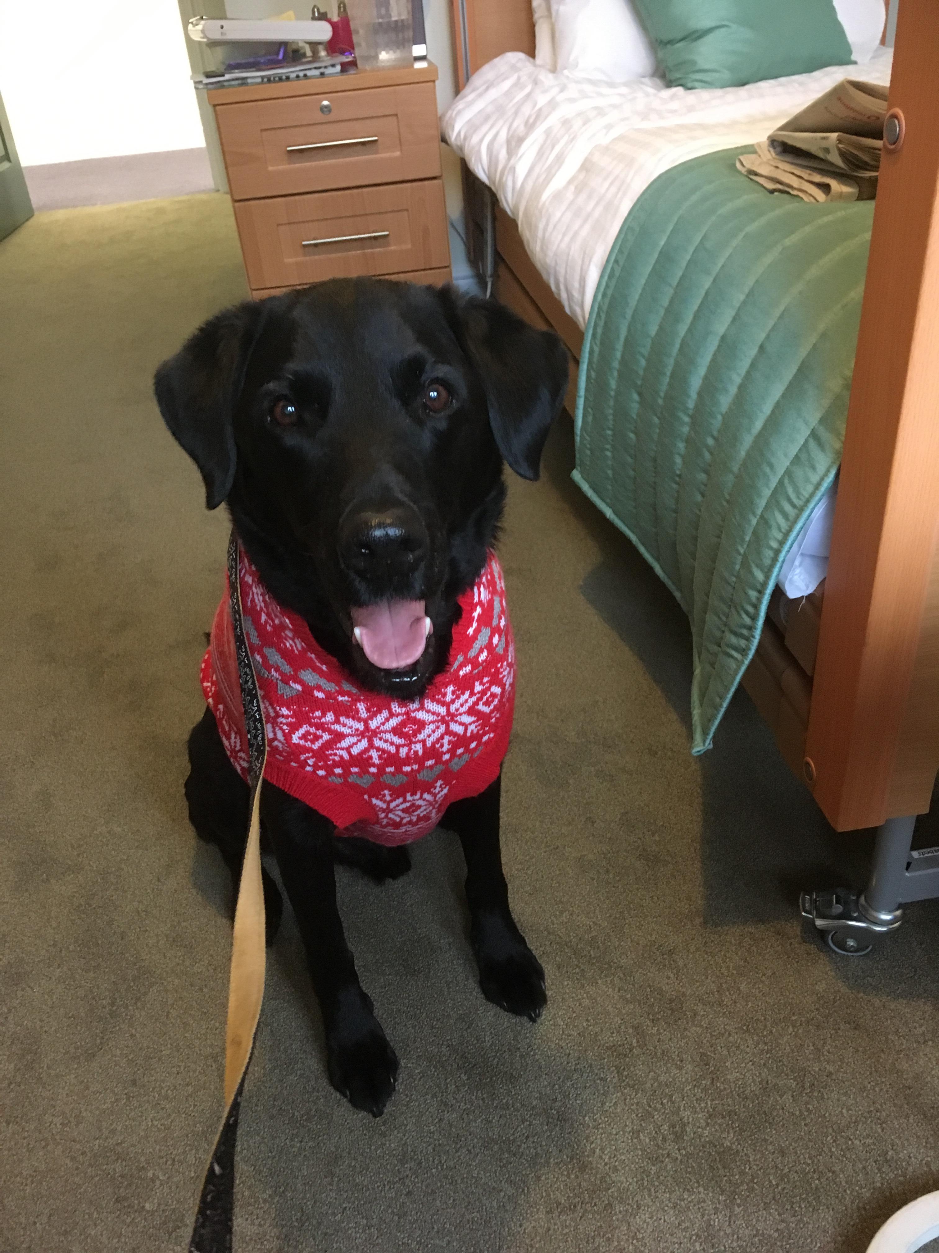 Labrador jumper sales