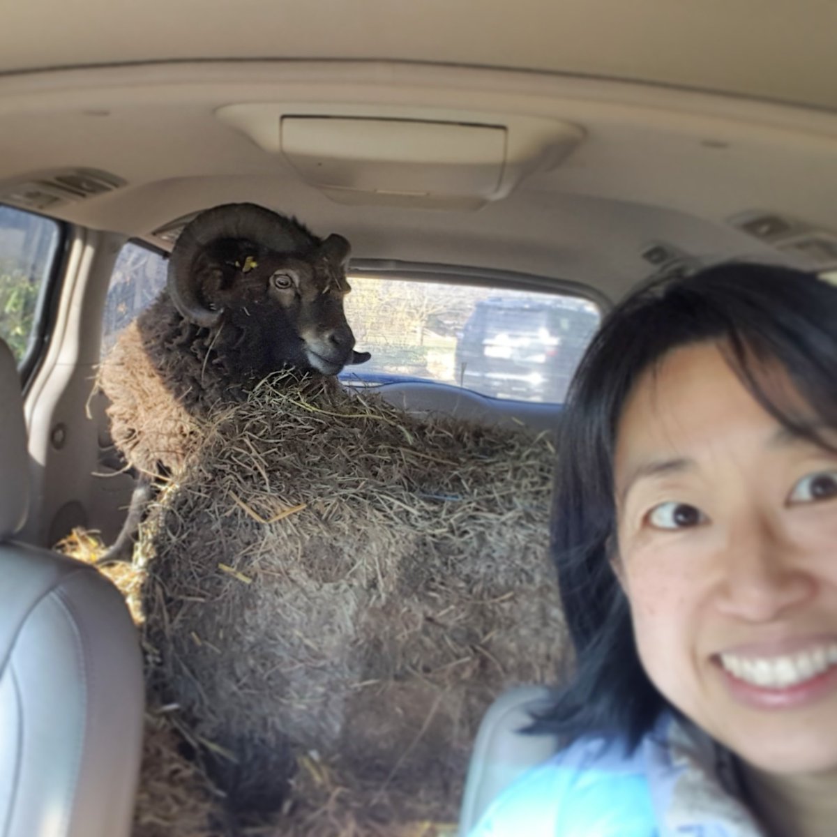 anne choi tweet media