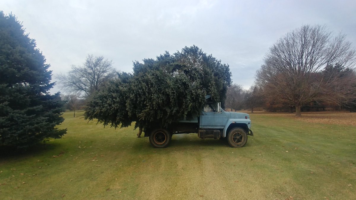 RCummings38's tweet photo. Getting into the Christmas Spirit @ElconaGrounds today. These Colorado Blue Spruce had been suffering from Phompsis infestation and were very unattractive this year #LittleFull #LotsOfSap https://t.co/LHO0eHoAKJ