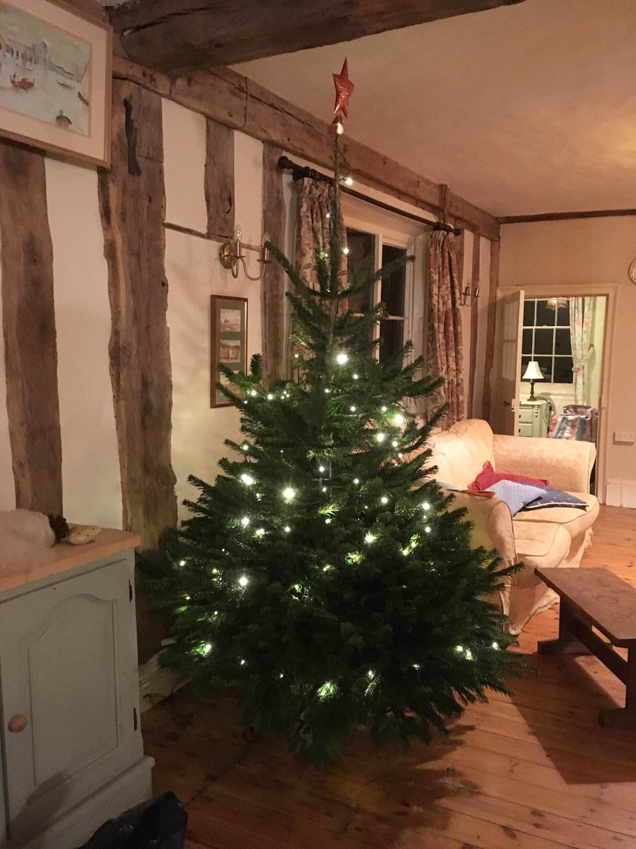 talltreetrans's tweet photo. Lovely tree thanks to @WoolpitPlants https://t.co/Q3rWjjFynA