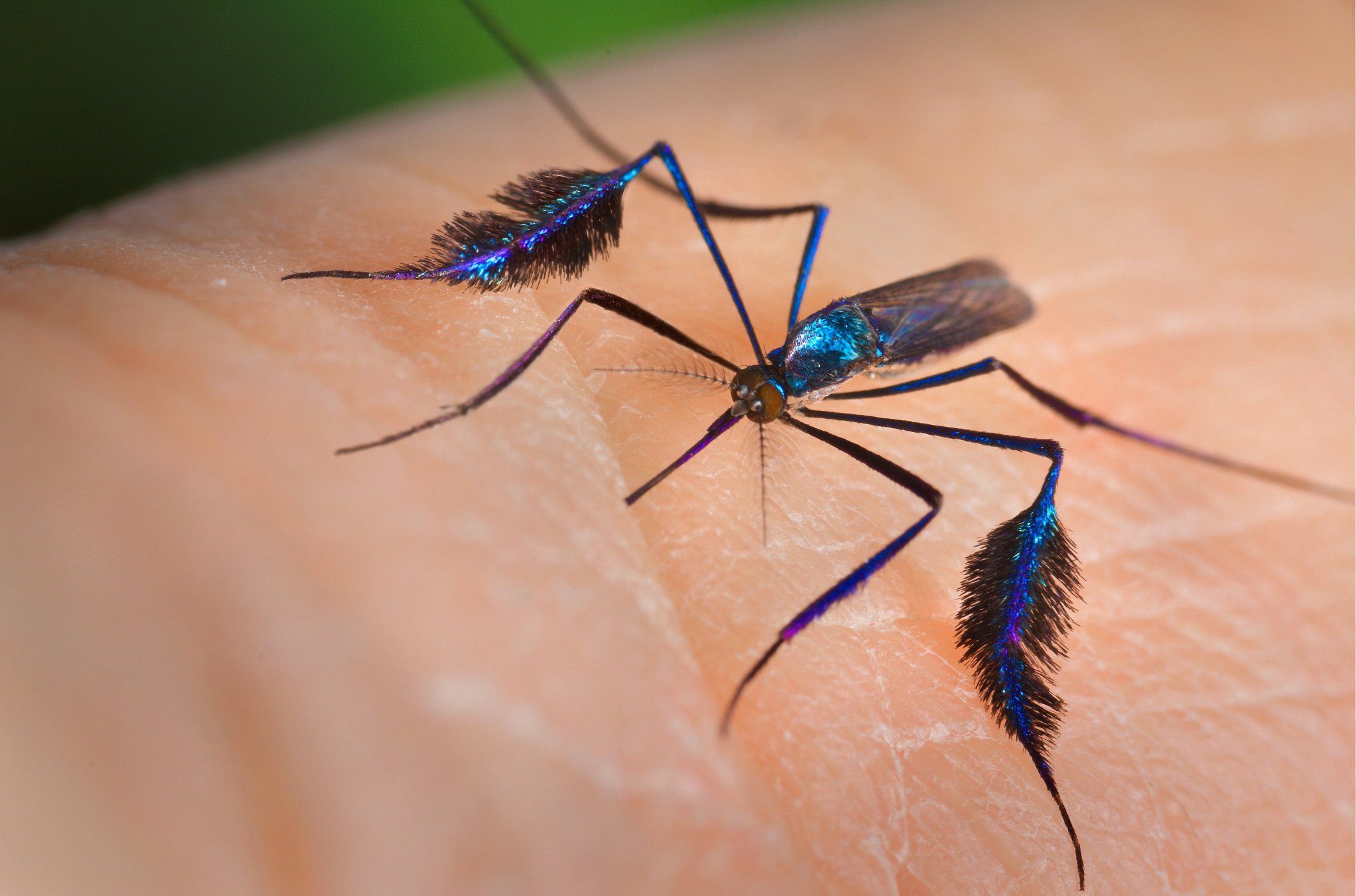 The Mosquito Guy on Twitter: &quot;Sabethes cyaneus -Males of this mosquito species, one of the most beautiful on Earth, display an elaborate courtship dance in which they wave one of their legs