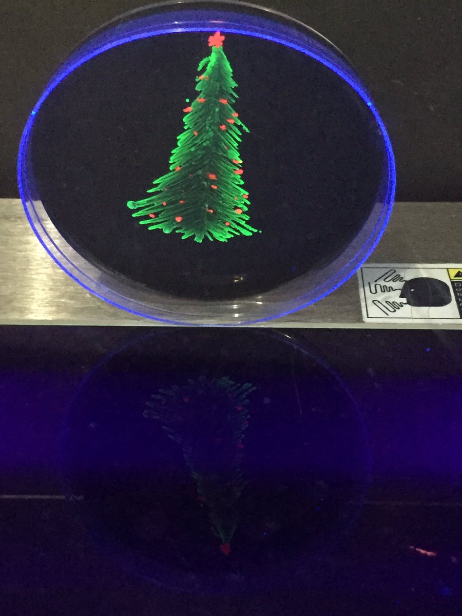 <a href="/genspacenyc/">Genspace</a> Xmas tree by Will Shindel