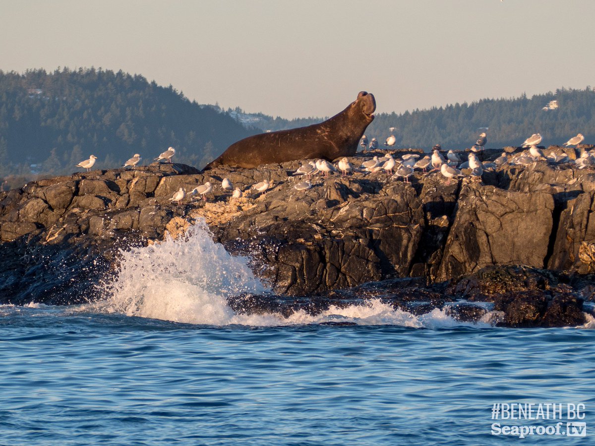 Rockfish Divers Inc. (RockfishDivers) Twitter