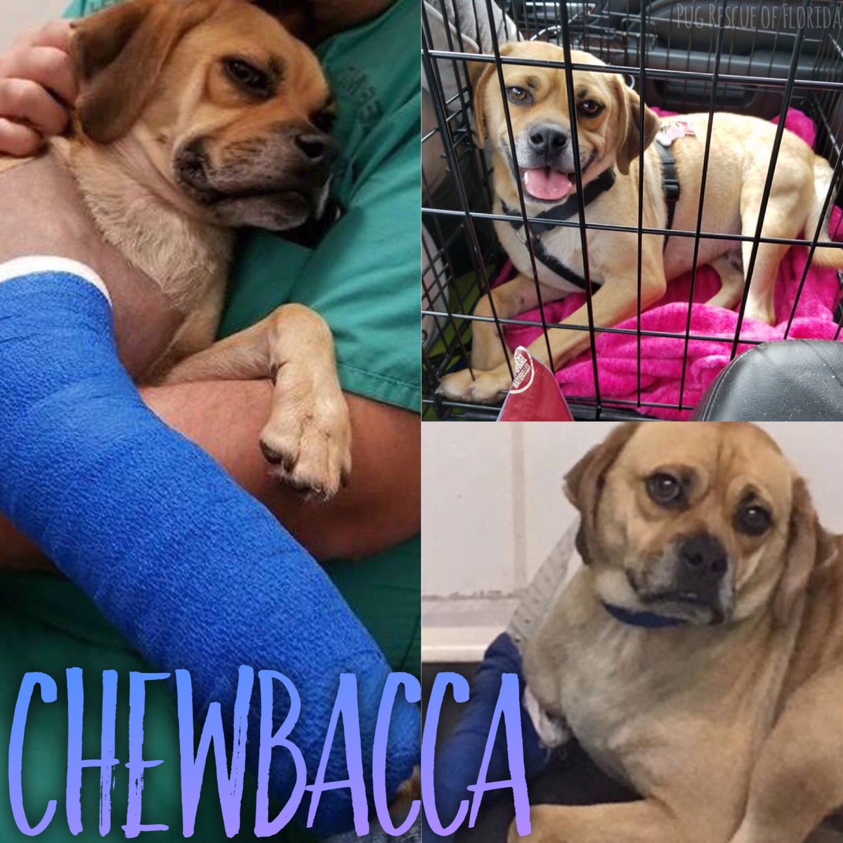 We're happy to report that Chewbacca, the 2 year old puggle that was going to be euthanized at the shelter, joined the Pug Rescue of Florida family and had orthopedic surgery tonight to repair his elbow which was broken in 3 places.