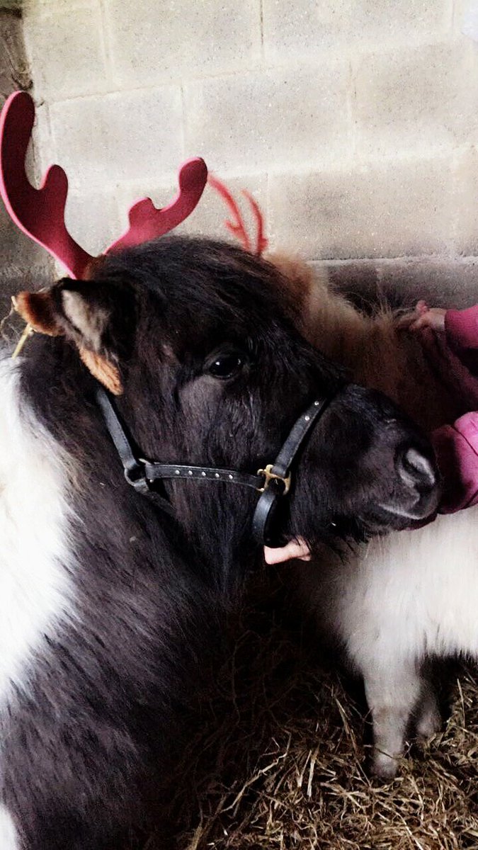 desertdove7's tweet photo. @stylereins @247equestrian Ho Ho Ho HitchCockOfLanister is all ready to pull #SantasSleigh 🐎🎅#Stylereinsmagazine #247equestrian https://t.co/Oyi4vj4f19