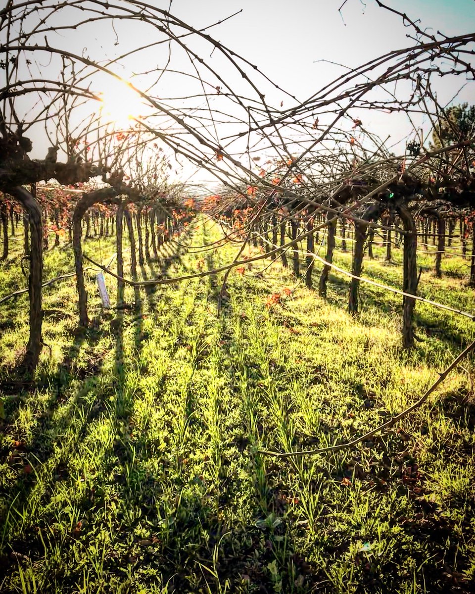 December is truly one of the most beautiful times of year in the Napa Valley! Come on by our cozy tasting room and soak in all of the stunning scenery our vineyard has to offer. Cheers!
.
📷: #hagafencellars #silveradotrail #napavalley #visitnapa #napastrong #visitcalifornia