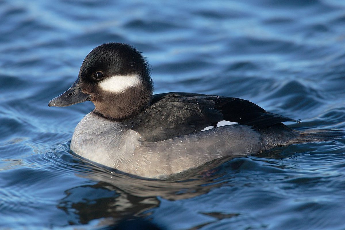 JosephSteinberg's tweet photo. This is a photo of a duck.
The pictured animal exhibits the properties of a duck: it looks like a duck, quacks like a duck, &amp; floats like a duck. It also has duck DNA.
If the #UnitedNations voted that this animal is a horse, the animal would still be a duck.#UN #Jerusalem #Israel https://t.co/43cD6nOv1O