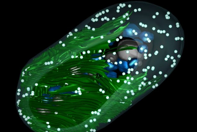 WUSTL_thinks's tweet photo. New episode! With the help of @INCEESWUSTL director @HimadriPakrasi, discover the tiny creatures that changed the world: https://t.co/ca7fldGWWi https://t.co/7BIWDe3Xqo