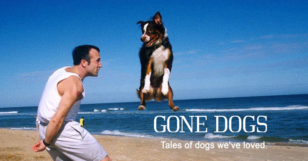 GoneDogs's tweet photo. Ten days left to get your dog’s story into our book. https://t.co/pjnkcbkfyA
