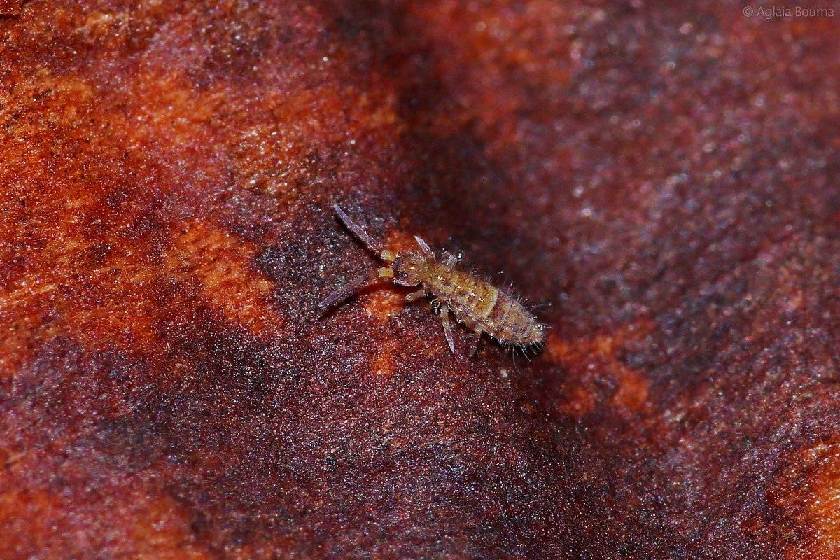 AglaiaBouma's tweet photo. "The floor is lava" (Orchesella cincta) #springstaart #Collembola https://t.co/bq6wyQLnxd